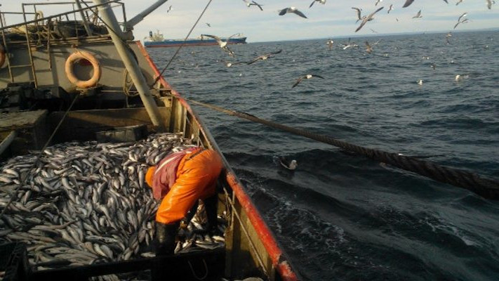 Chubut: La captura de langostino ya supera las 36.000 toneladas