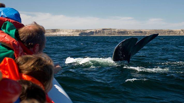 Postergaron el inicio de la temporada de ballenas