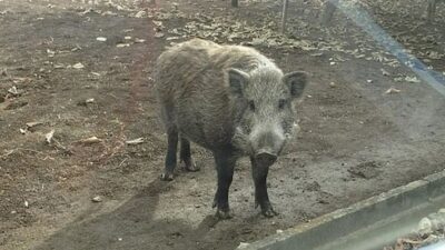Ecología, Fukushima, jabali, nueva especie