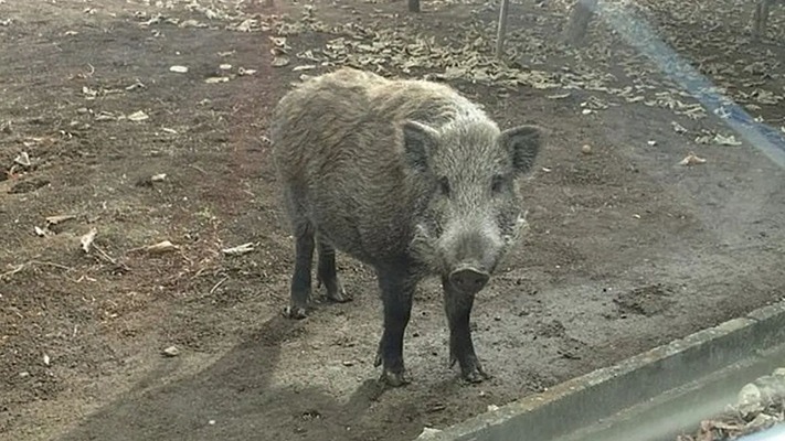 En Fukushima apareció una nueva especie de jabalí