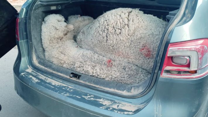 Llevaban tres ovejas vivas en el baúl y los detuvieron por abigeato