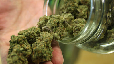 Alfredo Luenzo, cannabis, chubut, Fines medicinales, producción