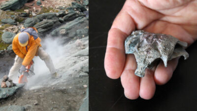 Burkesuchus, CIENCIA, cocodrilo, CONICET