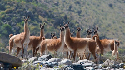 campos chubut, guanacos, jorge seitune, superpoblación guanacos, tecka