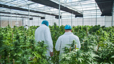 Avanza en el Senado el proyecto sobre cannabis medicinal