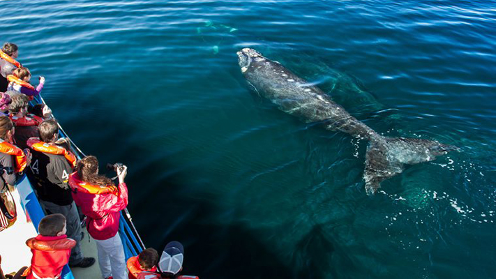 El Inprotur promociona las ballenas de Puerto Madryn