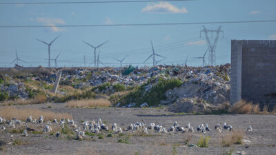 Basura orgánica incrementa población de gaviotas y afectaría la seguridad aérea