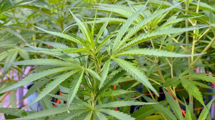El 17,6 por ciento de las personas que usan cannabis lo hacen con fines medicinales