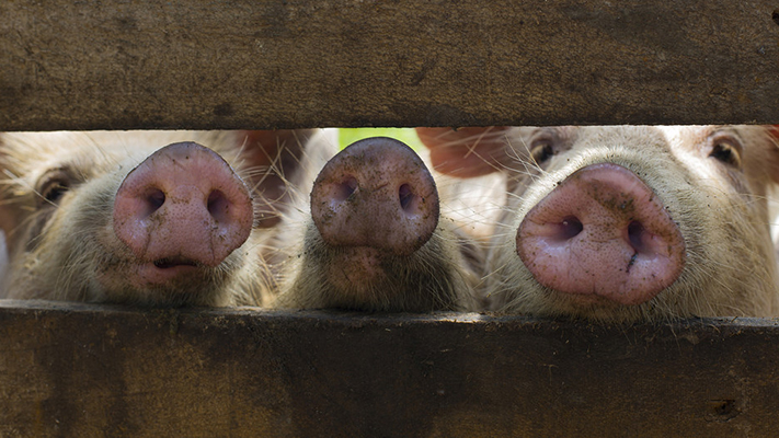 Detectan el primer caso de peste porcina en Latinoamérica