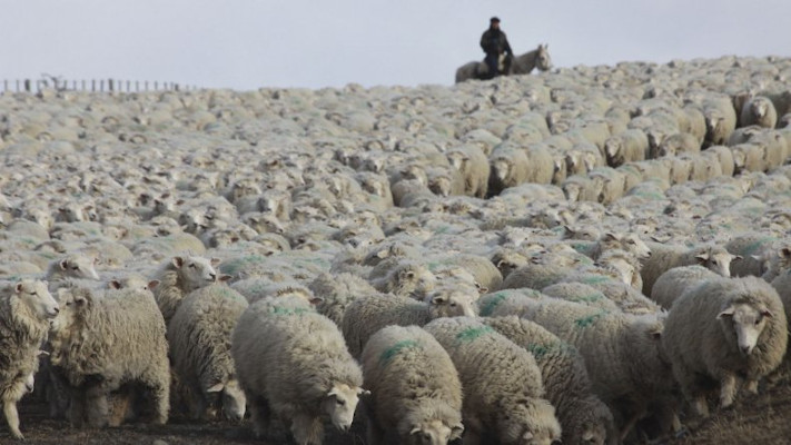 Los campos de Chubut perdieron casi un millón de ovejas en un año