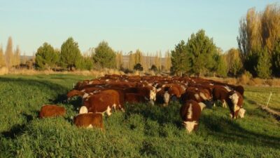economia, exportación carne, Ganadería, osvaldo luján