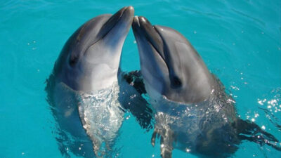 CIENCIA, delfines, naturaleza, SILBIDOS HUMANOS