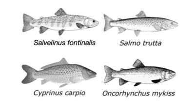acuicultura, biodiversidad, Brasil, CIENCIA, Ecología, parana