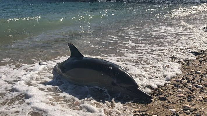 Encontraron varados quince delfines en San Antonio Oeste