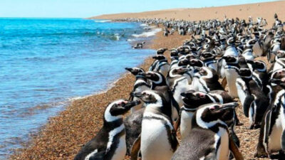 miguel ramos, Punta Tombo, turismo chubut