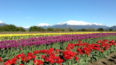 campo de tulipanes