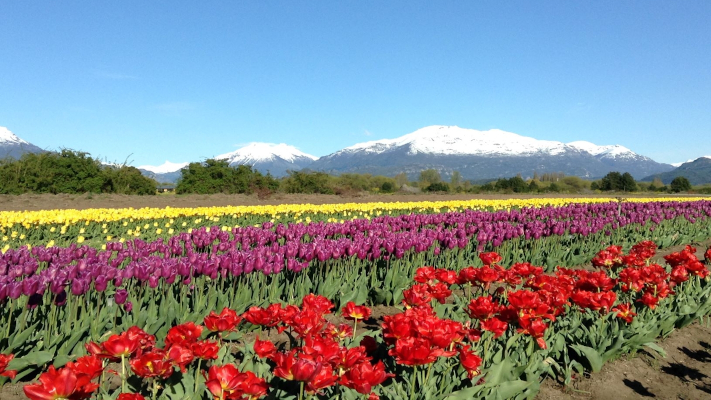 Trevelin: La «lluvia de tulipanes» se traslada a Puerto Madryn y al Obelisco