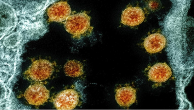 Descubren la molécula que permite al coronavirus entrar a las células