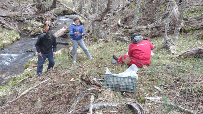 Alto Río Senguer: Avanzan tareas de conservación del bosque nativo