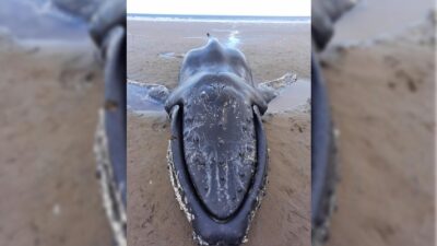 Una ballena Yubarta varó y murió en Comodoro Rivadavia