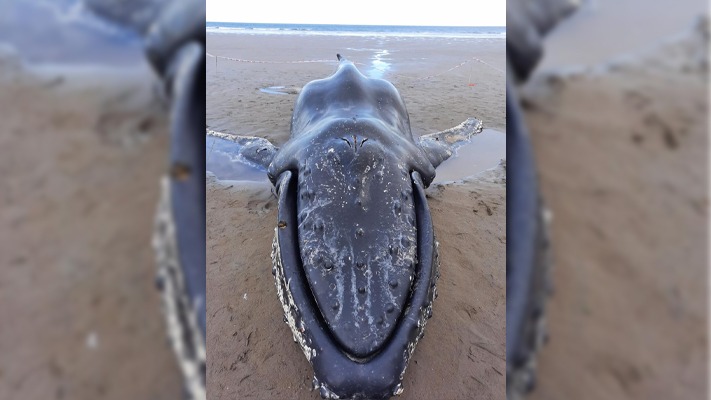 Una ballena Yubarta varó y murió en Comodoro Rivadavia