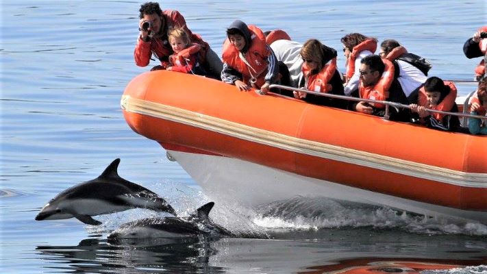 Avistaje de delfines: Empresas de excursiones náuticas reclaman la ampliación de temporada