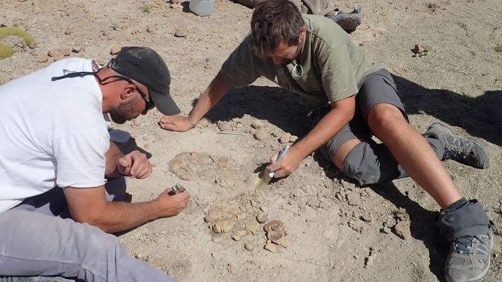 Descubren en Patagonia un yacimiento con huevos y esqueletos de dinosaurios