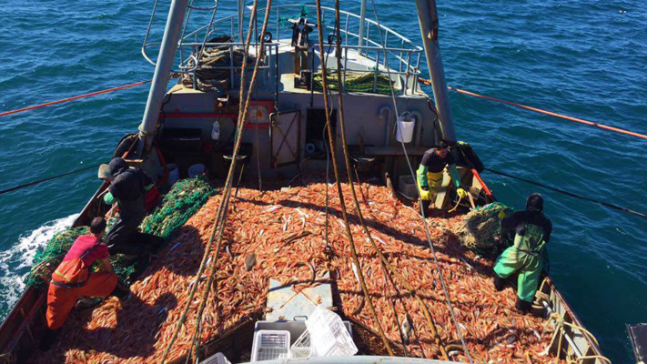 Inició la prospección de langostino en aguas de Chubut