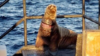 guardafaunas, lobo marino, Madryn, Prefectura Naval Argentina