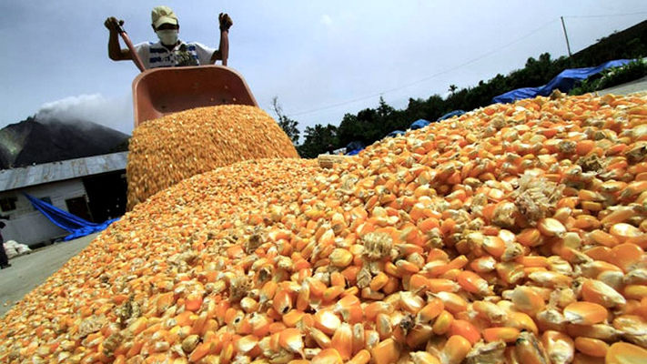 Argentina exportará un récord histórico de 38,5 millones de toneladas de maíz