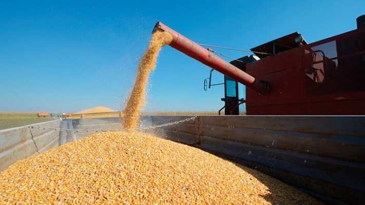 El Gobierno puso nuevas trabas a las exportaciones de maíz