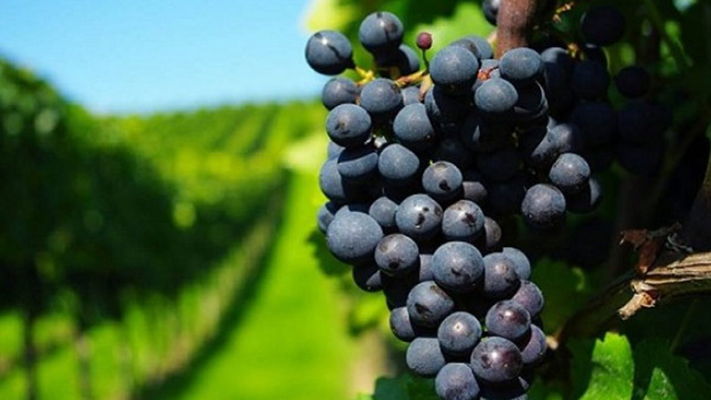 Encuentro interzonal para valorizar la producción de vino