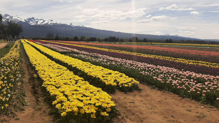 Trevelin: El Campo de Tulipanes recibió la visita de miles de turistas