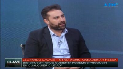 Una empresa estatal produciría aceite de cannabis en Chubut