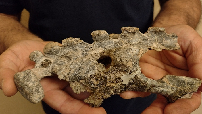 Descubren restos de un desconocido mamífero fósil
