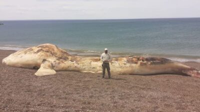 Ambiente, Ballena Franca Austral, Madryn