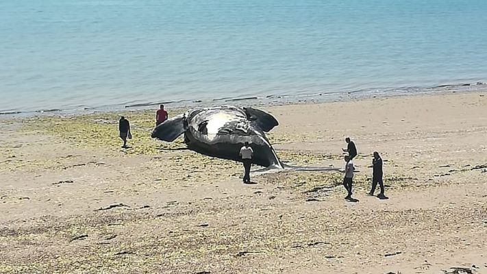 Aparecieron dos ballenas muertas en cuatro días en Madryn