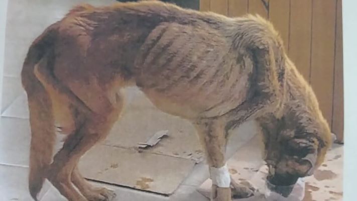 Madryn: rescataron a una perrita e imputaron a su dueño por maltrato animal