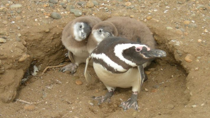 Denuncian una matanza de pingüinos en Punta Tombo