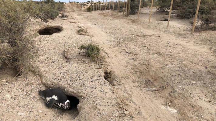Masacre de pingüinos en Punta Tombo: Nación denunciará a dueño del campo