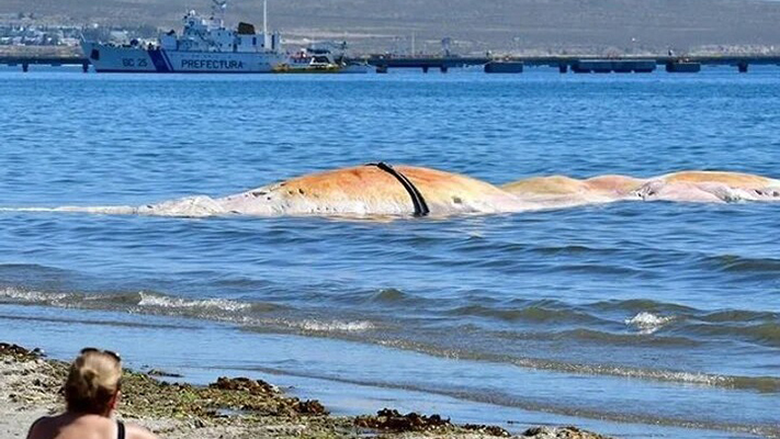 Apareció una ballena muerta en la playa de Puerto Madryn