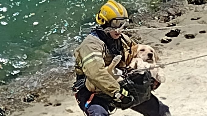 Milagro navideño: bomberos rescataron a un perro en Punta Cuevas