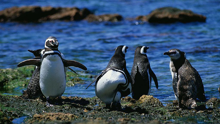 Aumenta un 20% la llegada de pingüinos a las costas de Brasil