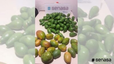 frutas, Neuquén, regionales, SENASA