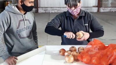 cebolla, regionales, SENASA