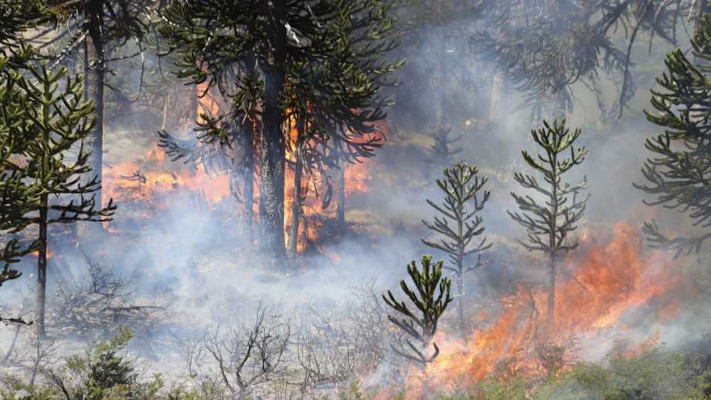 Incendios en Neuquén: por las bajas temperaturas «hay un momento de tranquilidad»