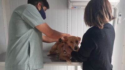 castraciones, Madryn, vacunación mascotas