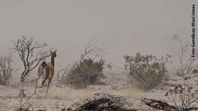 bomberos, campos, chubut, fauna, fuego, hectareas, incendio, incendios, Madryn, peninsula valdes, puerto pirámides, tránsito, turistas