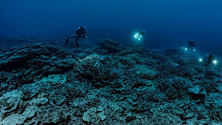 Descubren un nuevo y raro arrecife de coral en Tahití