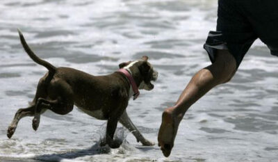 claromeco, multa, perros, playa, turismo